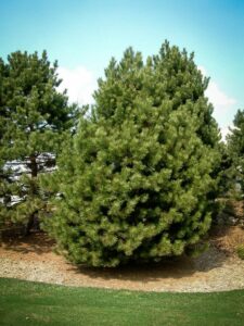 Сосна Чёрная (Pinus Nigra) купить по цене от 270.00р. в интернет-магазине «Посадика» с доставкой почтой в в Новоузенске и по всей России – [изображение №1].