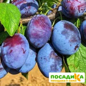 Слива Чачакская ранняя купить по цене от 229.00р. в интернет-магазине «Посадика» с доставкой почтой в в Новоузенске и по всей России – [изображение №1].