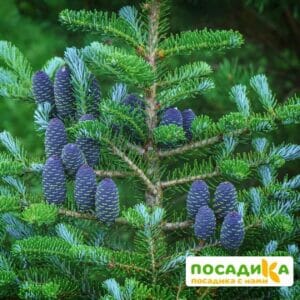 Пихта корейская (Abies koreana) купить по цене от 450.00р. в интернет-магазине «Посадика» с доставкой почтой в в Новоузенске и по всей России – [изображение №1].