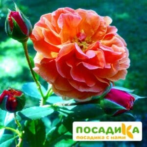 Роза Арабия купить по цене от 350.00р. в интернет-магазине «Посадика» с доставкой почтой в в Новоузенске и по всей России – [изображение №1].