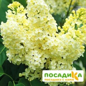 Сирень Примроуз (Primrose) купить по цене от 529.00р. в интернет-магазине «Посадика» с доставкой почтой в в Новоузенске и по всей России – [изображение №1].