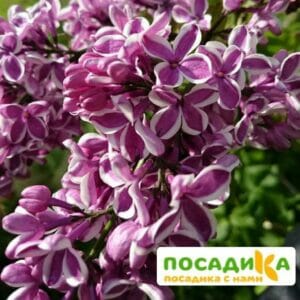 Сирень Сенсация купить по цене от 529.00р. в интернет-магазине «Посадика» с доставкой почтой в в Новоузенске и по всей России – [изображение №1].