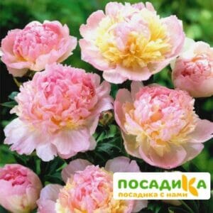 Пион Распберри Сандей (Paeonia Raspberry Sundae) купить по цене от 959р. в интернет-магазине «Посадика» с доставкой почтой в в Новоузенске и по всей России – [изображение №1].