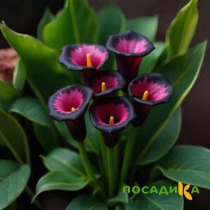 Калла Аура Лейс купить по цене от 400р. в интернет-магазине «Посадика» с доставкой почтой в в Новоузенске и по всей России – [изображение №1].