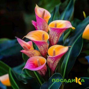 Калла Оникс купить по цене от 450р. в интернет-магазине «Посадика» с доставкой почтой в в Новоузенске и по всей России – [изображение №1].
