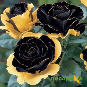 Роза Ханни Сикл купить по цене от 700р. в интернет-магазине «Посадика» с доставкой почтой в в Новоузенске и по всей России – [изображение №1].