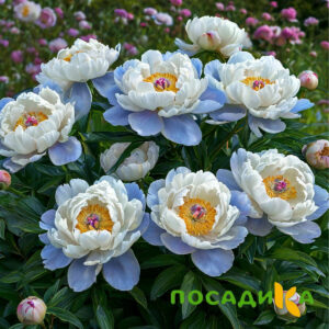 Пион акварельный Этюд купить по цене от 806р. в интернет-магазине «Посадика» с доставкой почтой в в Новоузенске и по всей России – [изображение №1].