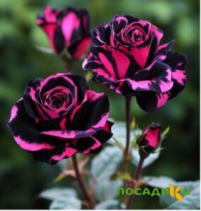 Роза Багровый Шепот купить по цене от 366р. в интернет-магазине «Посадика» с доставкой почтой в в Новоузенске и по всей России – [изображение №1].