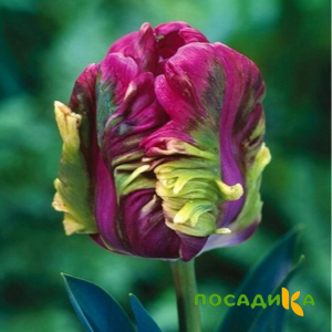Тюльпан Экзотик Хэвен купить по цене от 186р. в интернет-магазине «Посадика» с доставкой почтой в в Новоузенске и по всей России – [изображение №1].