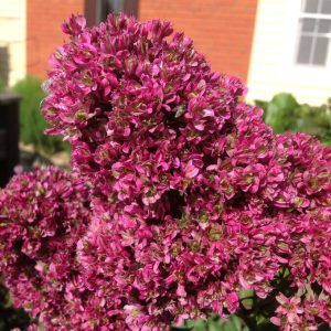 Флокс Филингс купить по цене от 329р. в интернет-магазине «Посадика» с доставкой почтой в в Новоузенске и по всей России – [изображение №1].