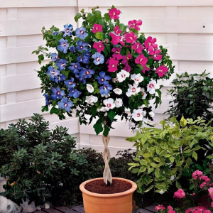 Гибискус-Дерево Триколор купить по цене от 289р. в интернет-магазине «Посадика» с доставкой почтой в в Новоузенске и по всей России – [изображение №1].