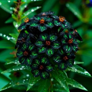 Флокс Ривьера купить по цене от 299р. в интернет-магазине «Посадика» с доставкой почтой в в Новоузенске и по всей России – [изображение №1].