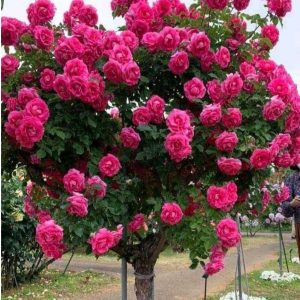 Роза Версаля купить по цене от 232р. в интернет-магазине «Посадика» с доставкой почтой в в Новоузенске и по всей России – [изображение №1].