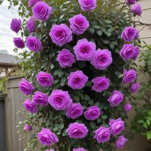 Роза Мистик Уайт купить по цене от 620р. в интернет-магазине «Посадика» с доставкой почтой в в Новоузенске и по всей России – [изображение №1].