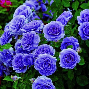 Роза Блю Мун купить по цене от 450р. в интернет-магазине «Посадика» с доставкой почтой в в Новоузенске и по всей России – [изображение №1].