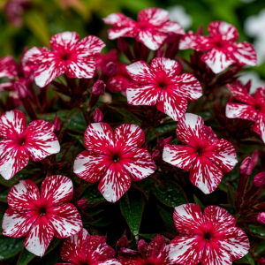 Флокс Ливер Гриммер купить по цене от 590р. в интернет-магазине «Посадика» с доставкой почтой в в Новоузенске и по всей России – [изображение №1].