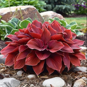 Хоста Малыш Шедевр купить по цене от 421р. в интернет-магазине «Посадика» с доставкой почтой в в Новоузенске и по всей России – [изображение №1].