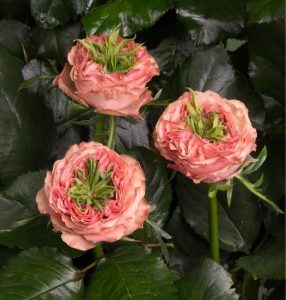 Роза Амбер Инчант купить по цене от 495р. в интернет-магазине «Посадика» с доставкой почтой в в Новоузенске и по всей России – [изображение №1].