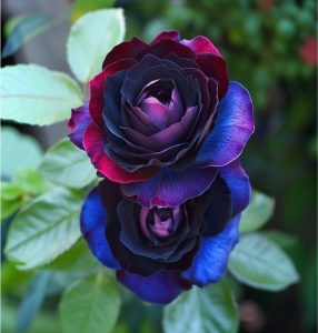 Роза Скарлет Рэвери купить по цене от 489р. в интернет-магазине «Посадика» с доставкой почтой в в Новоузенске и по всей России – [изображение №1].