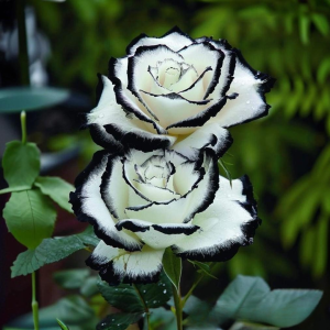 Роза Силк Ивин купить по цене от 319р. в интернет-магазине «Посадика» с доставкой почтой в в Новоузенске и по всей России – [изображение №1].