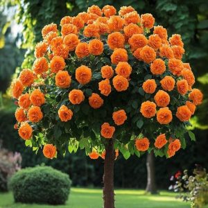 Роза Солнечный Шарм купить по цене от 349р. в интернет-магазине «Посадика» с доставкой почтой в в Новоузенске и по всей России – [изображение №1].