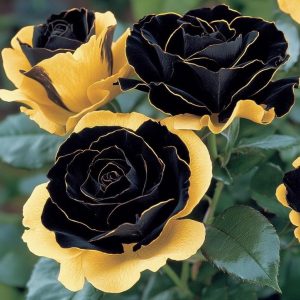 Роза Ханни Сикл купить по цене от 700р. в интернет-магазине «Посадика» с доставкой почтой в в Новоузенске и по всей России – [изображение №1].