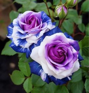 Роза Айвори Каскад купить по цене от 420р. в интернет-магазине «Посадика» с доставкой почтой в в Новоузенске и по всей России – [изображение №1].